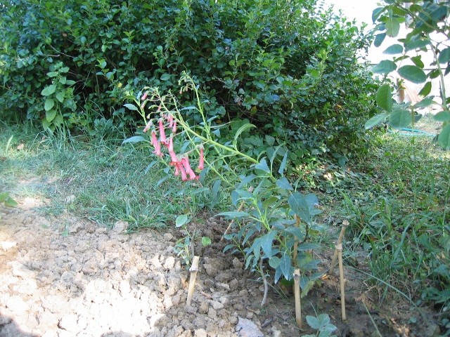 Phygelius